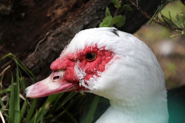 充满勇气的 充满勇气的